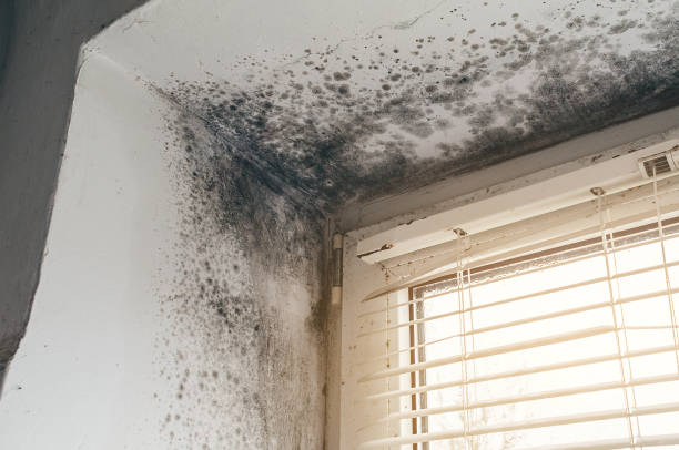 Affordable Black Mold Remediation solutions in Newville, PA